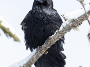 Snowy Raven