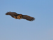 Hunting:  the Golden Hour