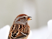 Birds loving the snow