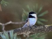 Birds loving the snow