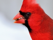 Birds loving the snow