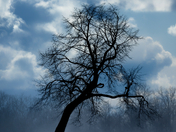 Lone Tree in a Blizzard