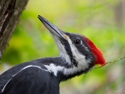 Pileated woodpecker