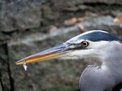 The great blue heron