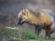 Take time to smell the mushrooms