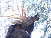 Moose - just having a snack 