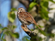 Female white-throated sparrow (my guess)
