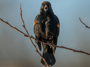 The red-winged blackbird