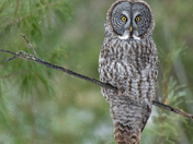 Great Grey Owl 