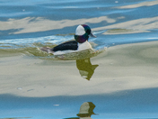Bufflehead in the surf on the Fraser River