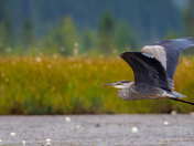 Heron Flyby
