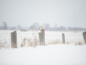 Snowy Owl on a fence line 