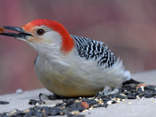 Red Bellied Woodpecker 