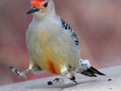 Red Bellied Woodpecker 