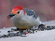Red Bellied Woodpecker 