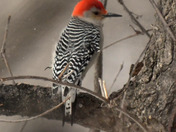 Red Bellied Woodpecker 