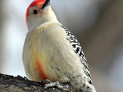 Red Bellied Woodpecker 