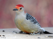 Red Bellied Woodpecker 