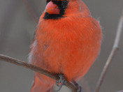 Northern Cardinal 
