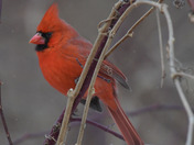 Northern Cardinal 