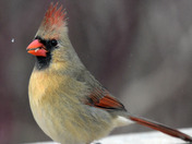 Northern Cardinal 