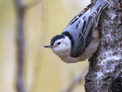 White-breasted Nuthatch