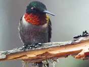 Ruby-throated Hummingbird