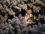 Great Horned Owl