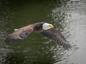 Eagle Fly-by