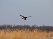 Dinner is on the Move?