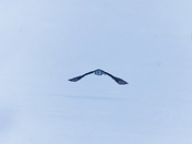 Northern Hawk owl 2025