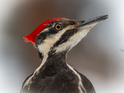 Mrs. Pileated's Portrait