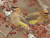 Cedar Waxwings 