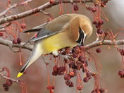 Cedar Waxwing