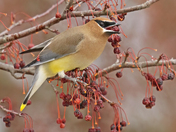 Cedar Waxwing