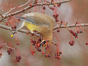 Cedar Waxwing