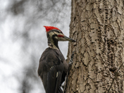 Pileated woodpecker