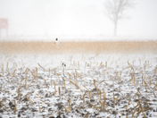 Snow buntings in snow storm