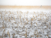 Snow buntings in snow storm