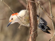 Female Red-bellied Woodpecker