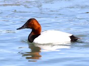 Canvasback Duck