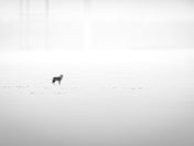 A Lone Coyote