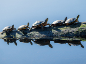 Sunbathing Turtles
