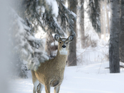 Snowy Deer