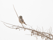 Northern Hawk Owl