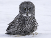 Great Grey Owl 