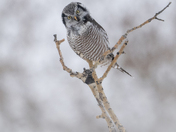 Quirky Owl - Northern Hawk Owl 