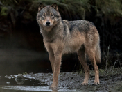 Hard work pays off - Vancouver Island Wolf 