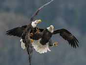 Eagle Migration on the Harrison River 