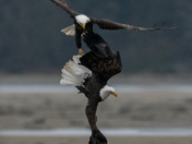 Harrison River Bald Eagle 